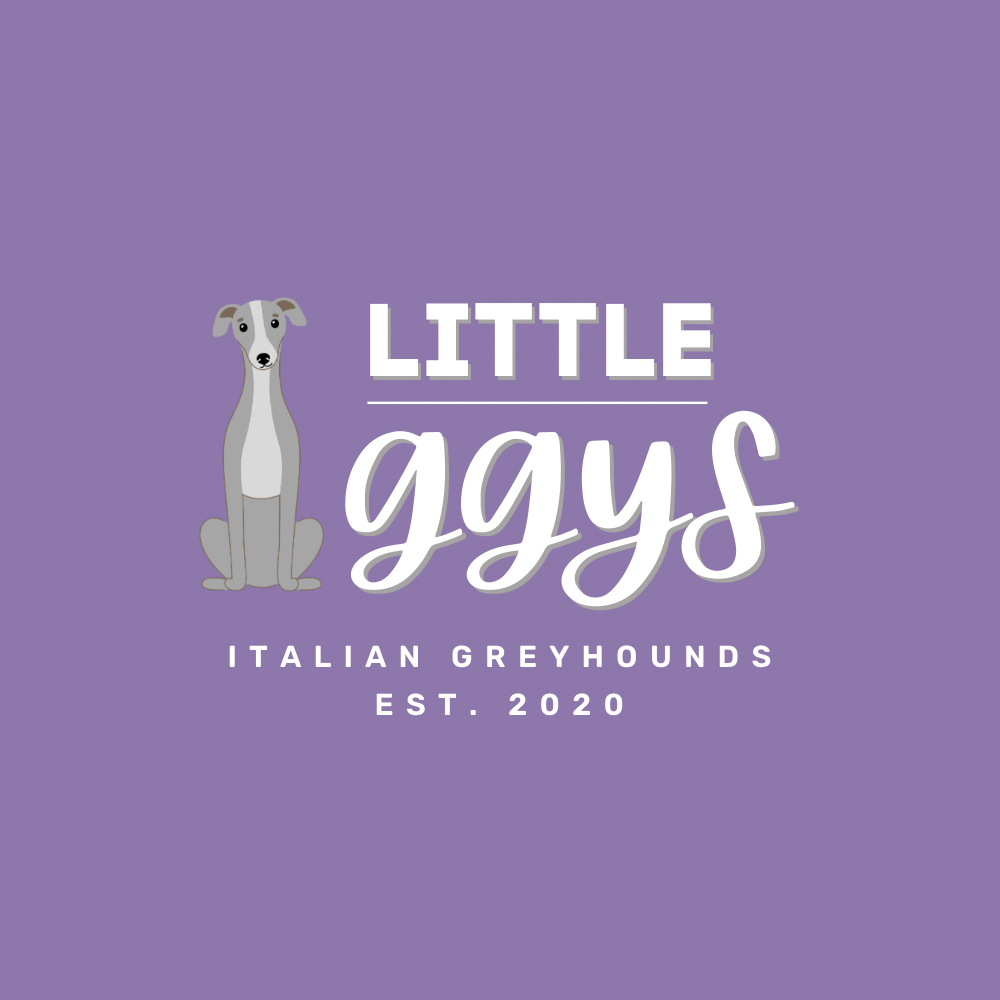 Little Iggys Logo